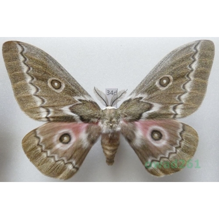 Gonimbrasia tyrrhea (Cramer, 1775) male ex. ovo South Africa 103mm34d